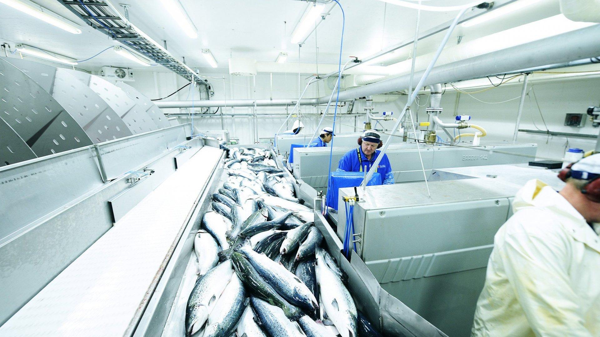 Balık İşleme ve Depolama Soğuk Hava Deposu tanıtım yazısı