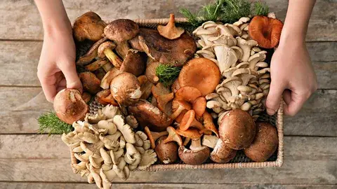 Mantar Çiftliği Soğuk Hava Deposu